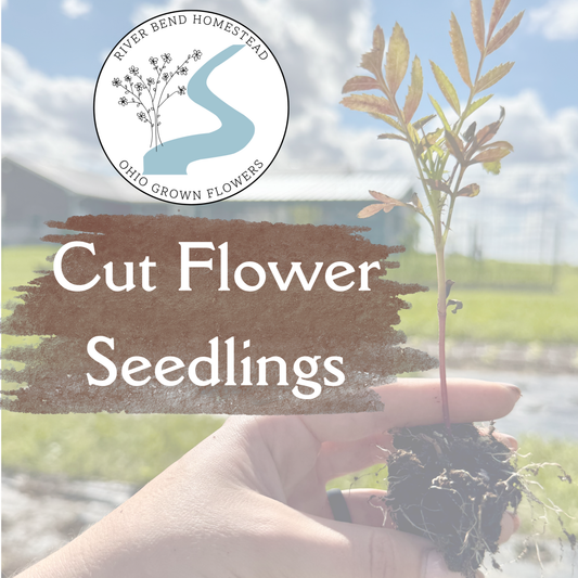 Flower Seedling Three-Packs