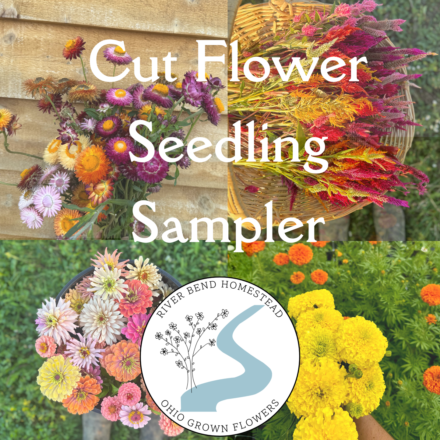 Cut Flower Seedling Sampler Flat