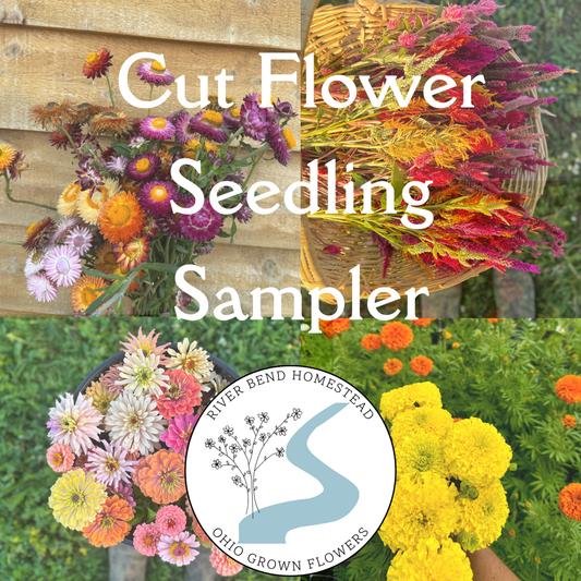 Cut Flower Seedling Sampler Flat